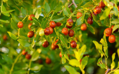 El Azufaifo: Un Tesoro Culinario y Medicinal